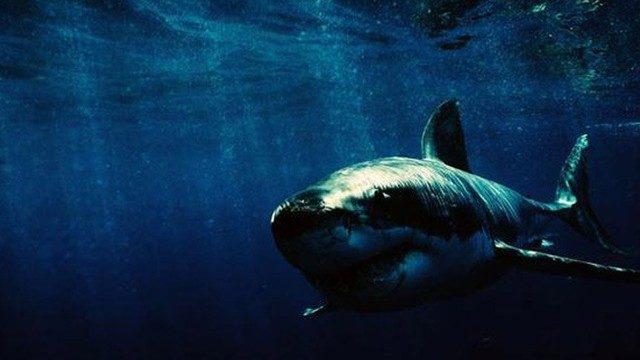 Nesilleri tükeniyordu, teknik arıza yüzünden öldüler