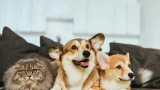 Kötü kokulara son verin! Evdeki evcil hayvan kokusu nasıl giderilir? 