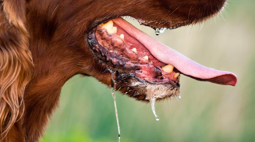 Uzmanlardan kuduz uyarısı! Kuduz hastalığında salya tehlikesi: Kuduz belirtileri nelerdir?