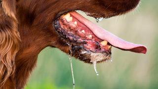 Uzmanlardan kuduz uyarısı! Kuduz hastalığında salya tehlikesi: Kuduz belirtileri nelerdir?