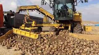 Çayırlı’da şeker pancarı hasadı devam ediyor