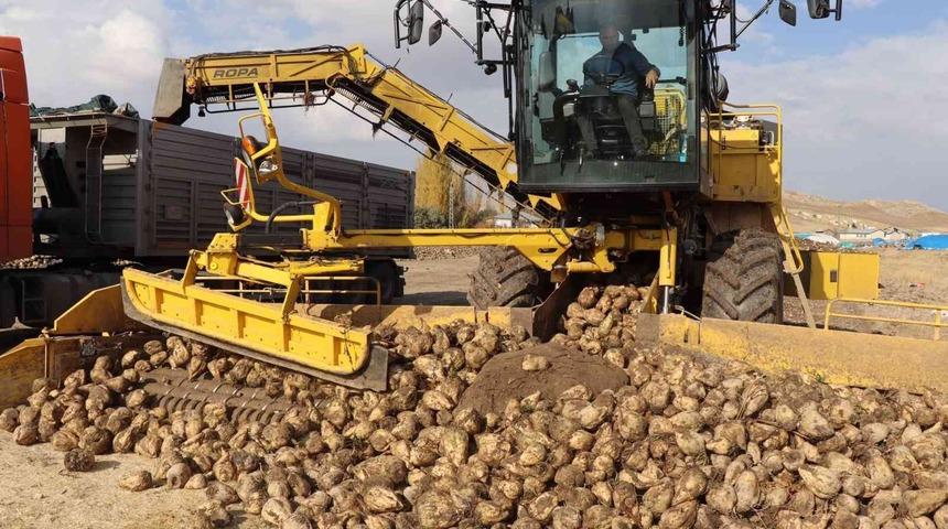 Çayırlı’da şeker pancarı hasadı devam ediyor