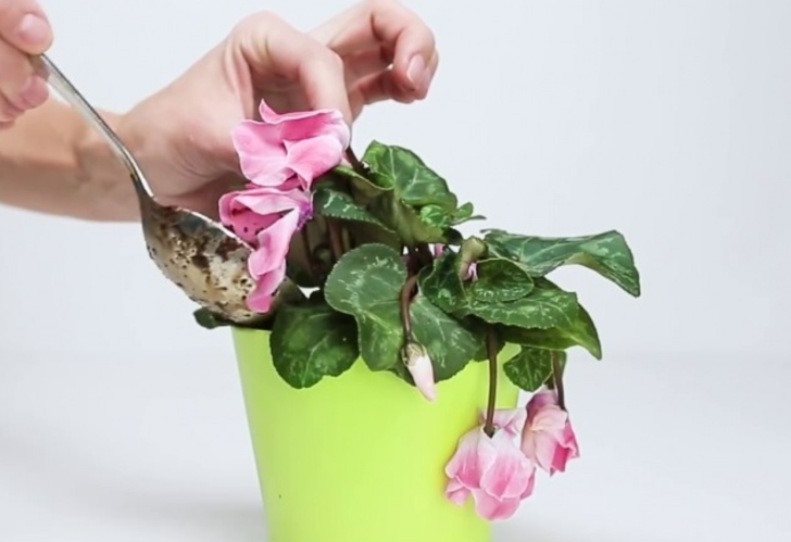 ÇİÇEKLERİ CANLI TUTAR