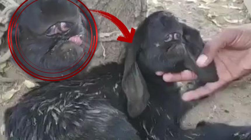 Birbirine yapışık iki gözle doğan keçi görenleri şaşkına çevirdi! Bir gören bir daha baktı... Sahibi bile ne olduğunu anlayamadı