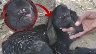 Birbirine yapışık iki gözle doğan keçi görenleri şaşkına çevirdi! Bir gören bir daha baktı... Sahibi bile ne olduğunu anlayamadı