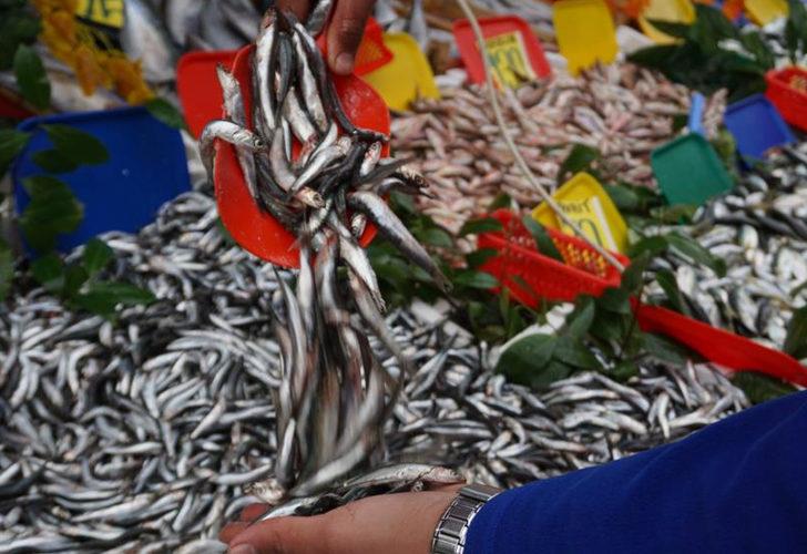 Kilosu 80 liraya kadar çıkan hamsinin fiyatı sevindirdi! Palamut ise…