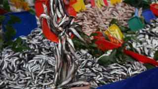 Kilosu 80 liraya kadar çıkan hamsinin fiyatı sevindirdi! Palamut ise…