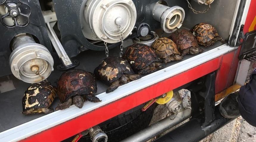 Sazlık yangınında itfaiye 8 kaplumbağa ile 1 yavru köpeği kurtardı