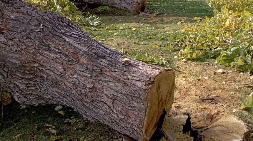 Elazığ’da asırlık 24 dut ağacı kesildi