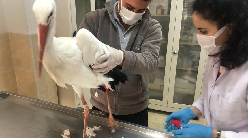 Tekirdağ'ın maskotu "Leylek Yaşar" genel sağlık kontrolünden geçirildi