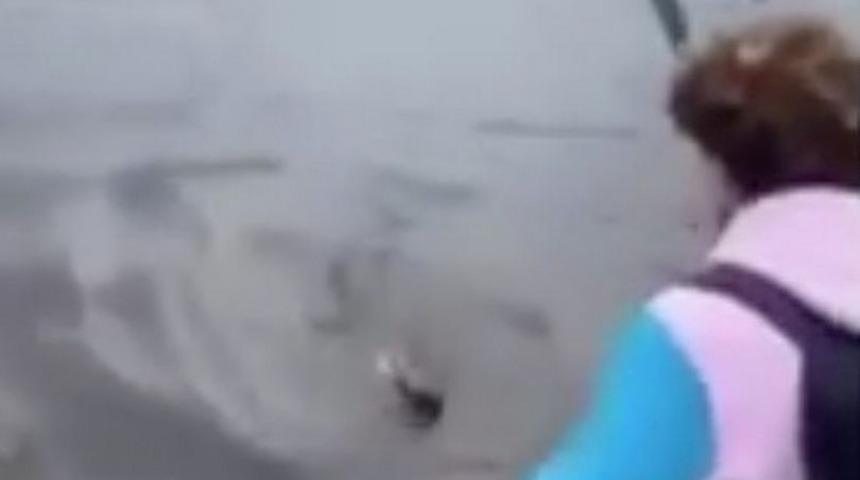 Timsaha işkence edip 'palayla' öldürdüler! Görenler inanamadı