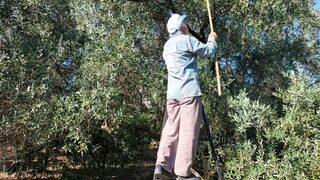 Köyceğiz’de yağış sonrası zeytin hasadı hızlandı