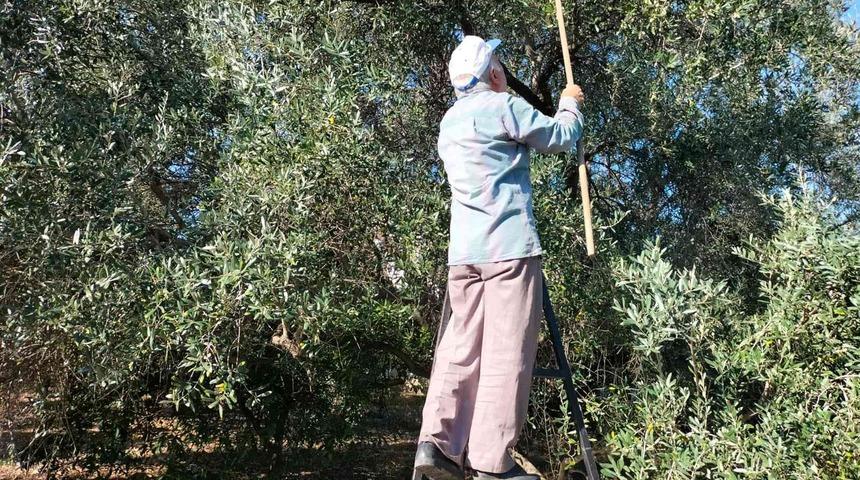 Köyceğiz’de yağış sonrası zeytin hasadı hızlandı