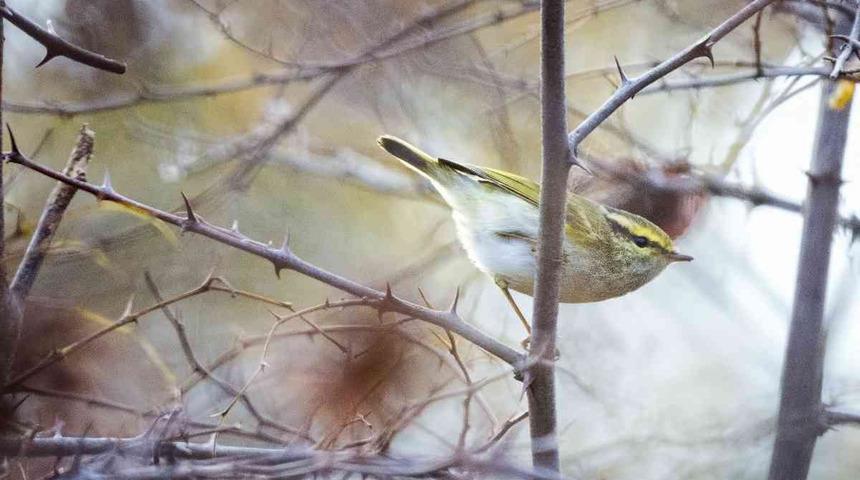 İlk kez 2011'de görüntülenmişti! Çalıkuşu çıvgını Samsun ve İstanbul'dan sona Bursa'da da ortaya çıktı, heyecan yarattı