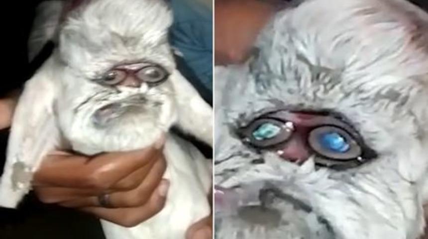 Görenler gözlerine inanamadı! Birbirine yapışık iki gözle doğan keçi herkesi şaşkına çevirdi... “Noel Baba’ya benziyor”