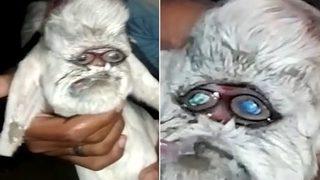 Görenler gözlerine inanamadı! Birbirine yapışık iki gözle doğan keçi herkesi şaşkına çevirdi... “Noel Baba’ya benziyor”