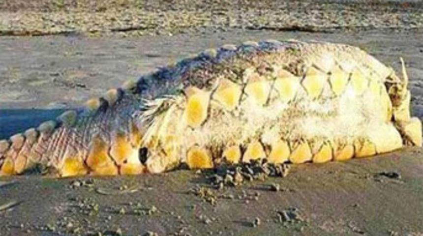 Sahile vuran ‘canavar’ korkuttu