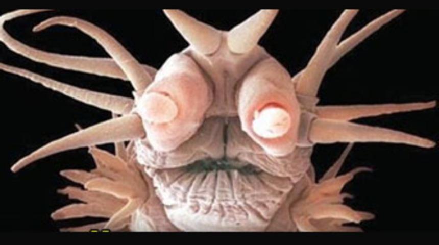 3 cm&rsquo;lik canavar!