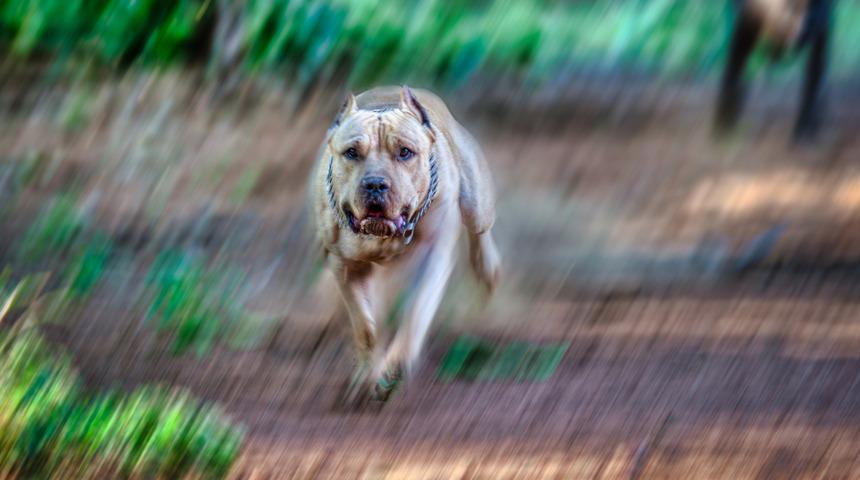 Güney Afrika'da 8 yaşındaki çocuk pitbull saldırısında hayatını kaybetti