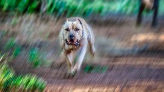 Güney Afrika'da 8 yaşındaki çocuk pitbull saldırısında hayatını kaybetti