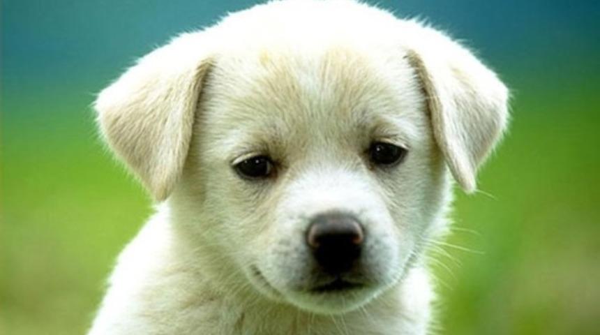 Dünya Hayvanları Koruma Günü