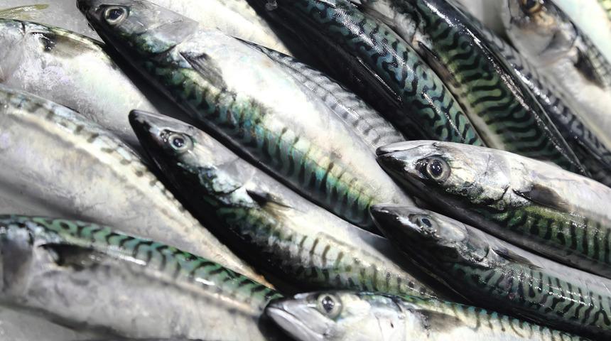 Bildiğiniz gibi değil: İçi dışı zehir! Bu balıkların verdiği zarar inanılmaz