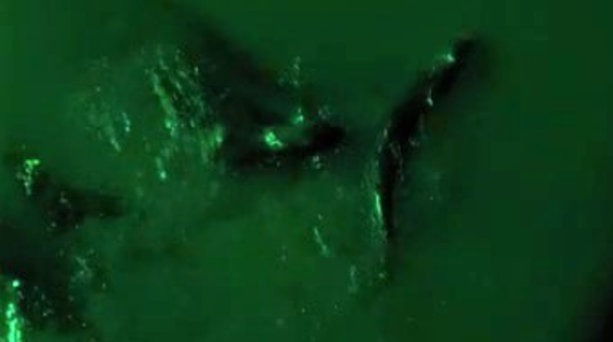 Ne olduğunu anlayınca hemen telefona sarıldılar! 'Bu Amasya'da ilk'