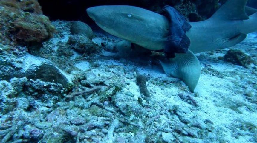 Dünya bu balığı arıyor! Eteğin içine sıkışan köpekbalığı uzmanlar tarafından bulunmazsa ölebilir