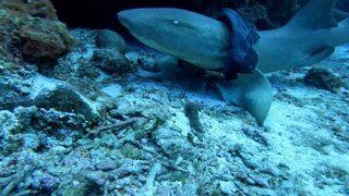 Dünya bu balığı arıyor! Eteğin içine sıkışan köpekbalığı uzmanlar tarafından bulunmazsa ölebilir