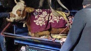 Ordu'da dere yatağına düşen inek kurtarıldı