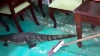 Evindeki kanepenin altında timsah buldu! Ne yapacağını şaşırınca hayvanı süpürmeye çalıştı