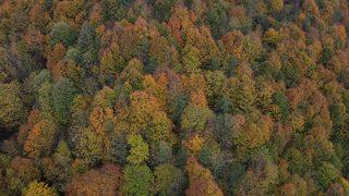 Batı Karadeniz'de sonbahar renkleri arasında yolculuk