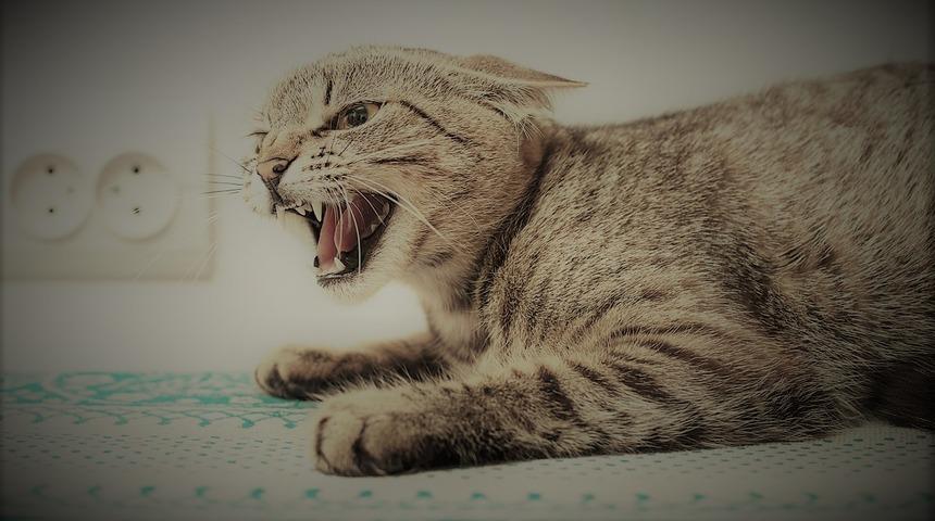 Adıyaman'da kuduz paniği! Kedi öldü... İki mahalle karantinada