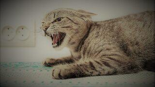 Adıyaman'da kuduz paniği! Kedi öldü... İki mahalle karantinada