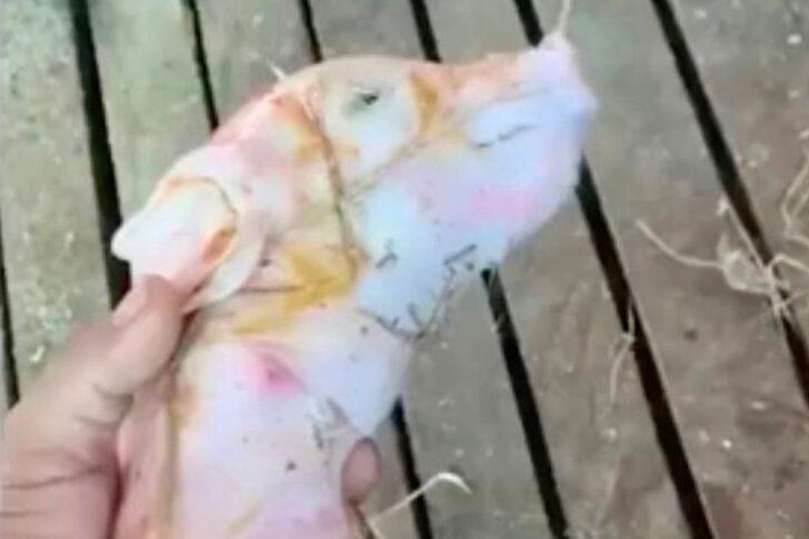 Görenler ne olduğunu anlayamadı! Gövdesi solucana benzeyen domuz bacaksız doğdu... Halk görmek için sıraya girdi G3