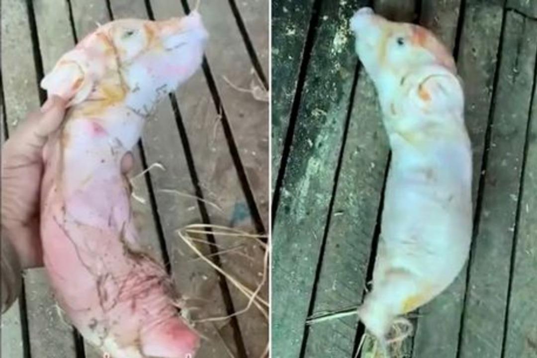 G&ouml;renler ne olduğunu anlayamadı! G&ouml;vdesi solucana benzeyen domuz bacaksız doğdu... Halk g&ouml;rmek i&ccedil;in sıraya girdi