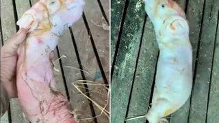 Görenler ne olduğunu anlayamadı! Gövdesi solucana benzeyen domuz bacaksız doğdu... Halk görmek için sıraya girdi