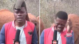 Muhabirin canlı yayında zor anları! Filin hortumu yüzünü kapatınca yayını yarıda kesmek zorunda kaldı