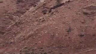 Köye inen domuz sürüsünü çoban köpeği uzaklaştırdı! O anlar kamerada