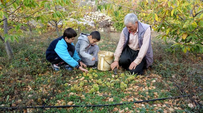 Hiçbir masrafı yok! Kilosu 80 liradan satılıyor