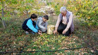 Hiçbir masrafı yok! Kilosu 80 liradan satılıyor
