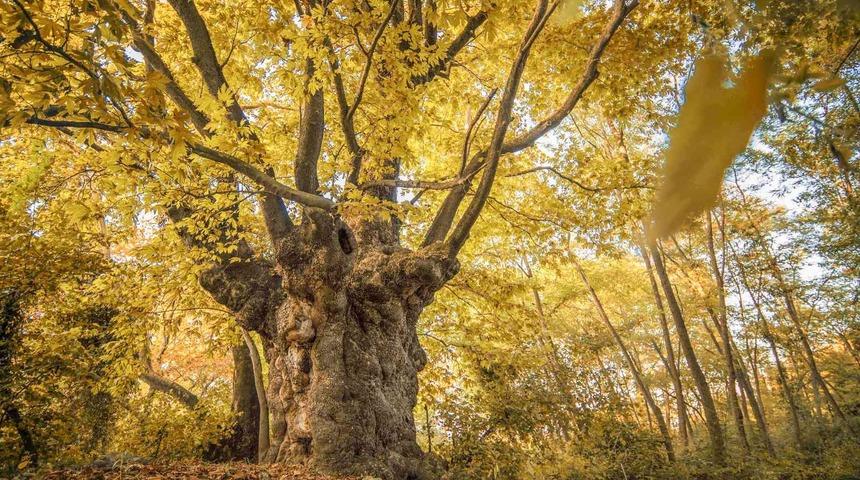 Son baharın kartpostallık &ccedil;ınarı