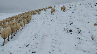 Beyaz örtü oluştu, onlar yine de devam etti! Küçükbaş hayvan yetiştiricileri kara rağmen hayvanlarını otlatmaktan vazgeçmedi
