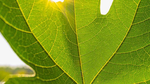 Yaprağı da kendisi kadar faydalı: Kanı temizler, enfeksiyonu önler, kansere kalkan olur