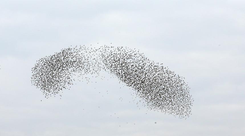 Sığırcıkların Muş semalarındaki dansı kameraya yansıdı