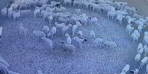 Güvenlik kamerasından izledi! Bu koyunlar 12 gündür dönüyor