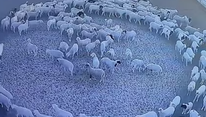 Güvenlik kamerasından izledi! Bu koyunlar 12 gündür dönüyor