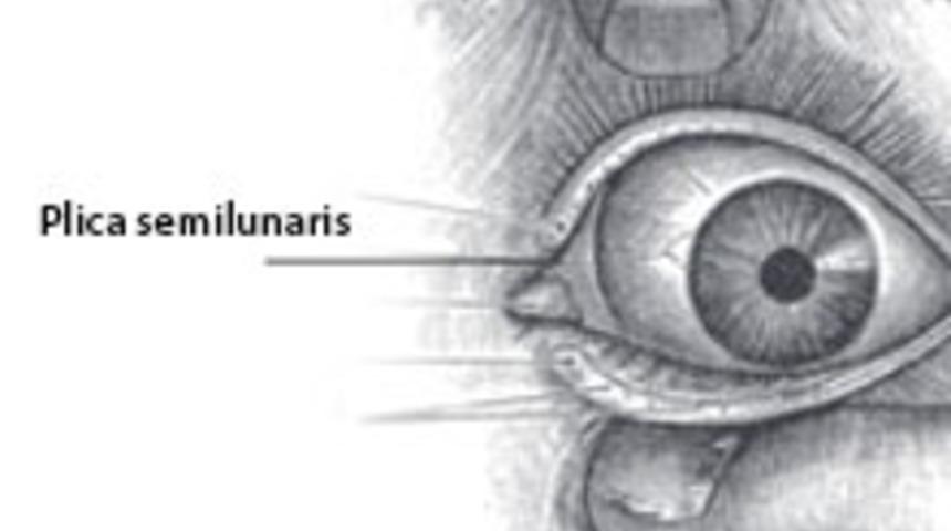 V&uuml;cudun En Yararsız 10 Yeri