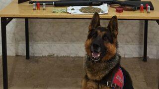 Sakarya'da uyuşturucu operasyonunda 2 kişi yakalandı