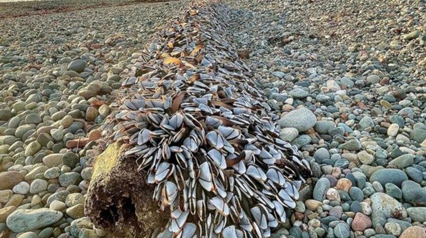 Sahilde gezinirken bir anda karşısına çıktı! Önce ne olduğunu anlayamadı... Değeri dudak uçuklattı